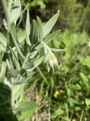 Lithospermum parviflorum