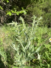 Lithospermum parviflorum
