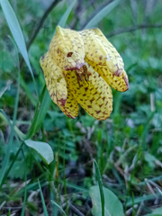 Fritillaria collina