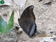 Charaxes lycurgus
