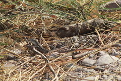 Aspidoscelis exsanguis