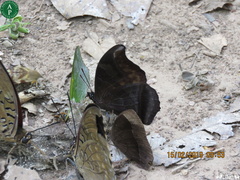 Charaxes lycurgus