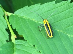 Saperda puncticollis