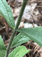 Eupatorium album