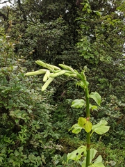Cardiocrinum giganteum