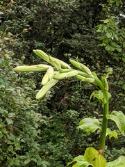 Cardiocrinum giganteum