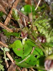 Corybas hatchii