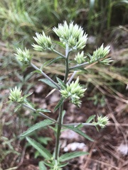 Eupatorium album