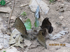 Charaxes lycurgus