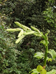 Cardiocrinum giganteum