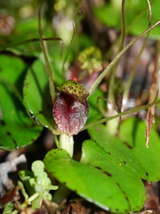 Corybas hatchii