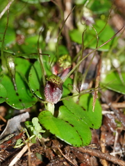 Corybas hatchii