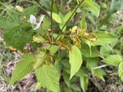 Gymnoconia interstitialis