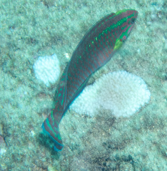Thalassoma quinquevittatum