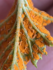 Gymnoconia interstitialis