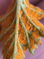 Gymnoconia interstitialis