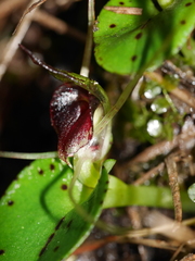 Corybas hatchii