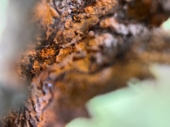 Gymnoconia interstitialis