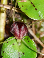 Corybas hatchii