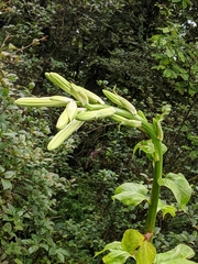 Cardiocrinum giganteum