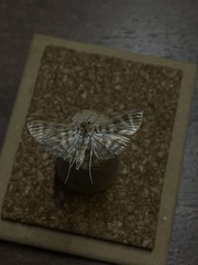 Spilomela discordens