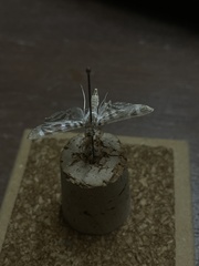 Spilomela discordens