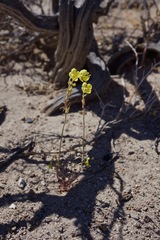 Chylismia claviformis lancifolia