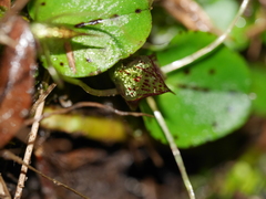 Corybas hatchii