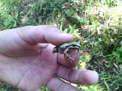 Hyla wrightorum