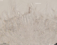 Arachnopeziza delicatula