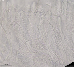 Arachnopeziza delicatula