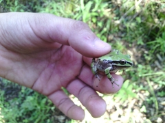 Hyla wrightorum