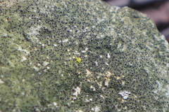 Bacidia coprodes image