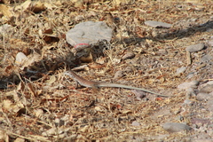 Aspidoscelis exsanguis