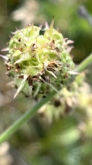 Acaena pinnatifida californica