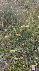 Acaena pinnatifida californica