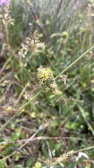 Acaena pinnatifida californica