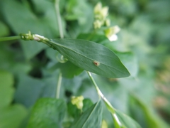 Uromyces polygoni-avicularis