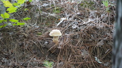 Boletellus ananas