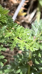 Acaena pinnatifida californica