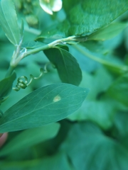 Uromyces polygoni-avicularis