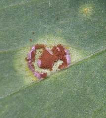 Uromyces polygoni-avicularis