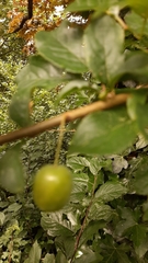 Prunus