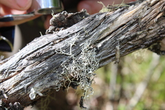 Pseudevernia cladonia