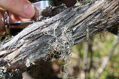 Pseudevernia cladonia