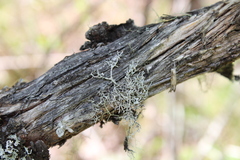Pseudevernia cladonia
