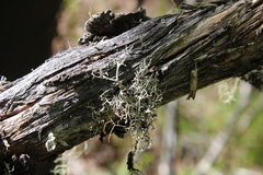 Pseudevernia cladonia