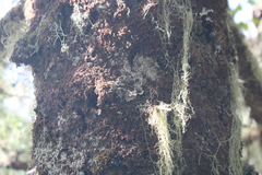 Erioderma pedicellatum