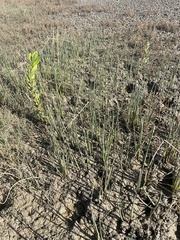 Schoenoplectus subulatus