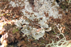Erioderma pedicellatum
